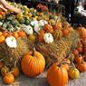 Öland´s Harvest Festival.