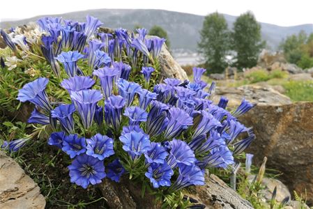 En plante med blomster