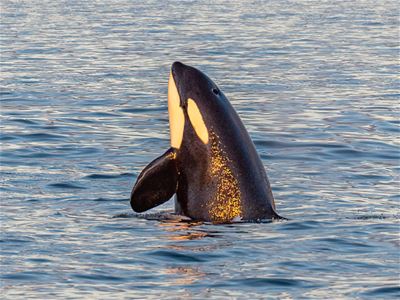 An orca jumps out of the sea to say hello!