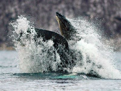 Whale show their finns