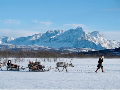 A Sami guide leading a reindeer sled