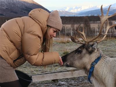  guest interacting with a reindeer