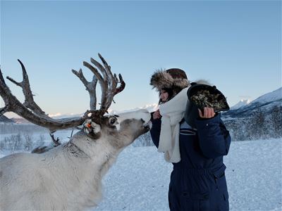 A guest interacting with a reindeer