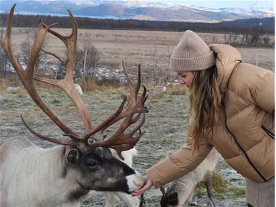 En gjest som mater reinsdyr
