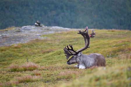 A reindeer resting in the Arctic nature in the Tromso region