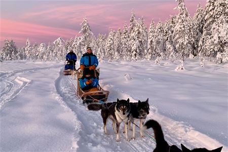 Dog sledding in the Tromso region