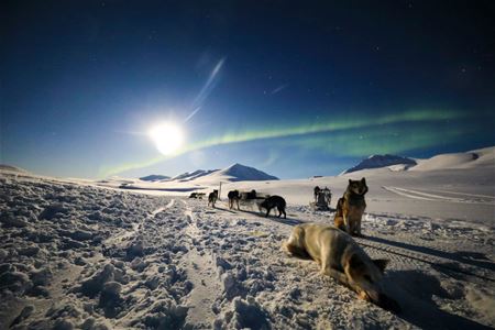 Dogsledding in the evening with a faint northern light in the Tromso region
