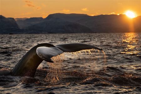The tale fin of a whale diving in the Tromso region