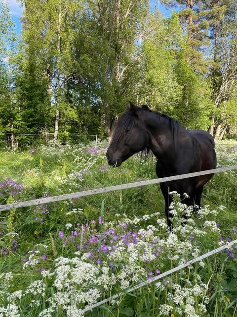Sommarkul med häst