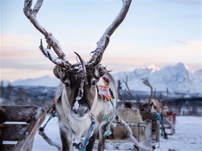 insdyr i sele før en reinsdyrsledetur med Tromsø Lapland nær Tromsø.