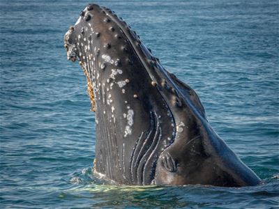 A humpback whale rises above the sea surface, revealing its head and distinctive markings.