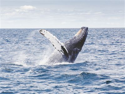 A humpback whale leaps partly out of the sea, creating a splash against the open ocean backdrop.