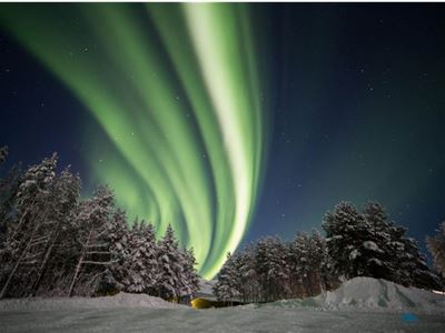Northern Lights over a forest
