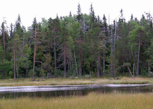Ensjölokarnas naturreservat i Ramsjö – Ramsjö