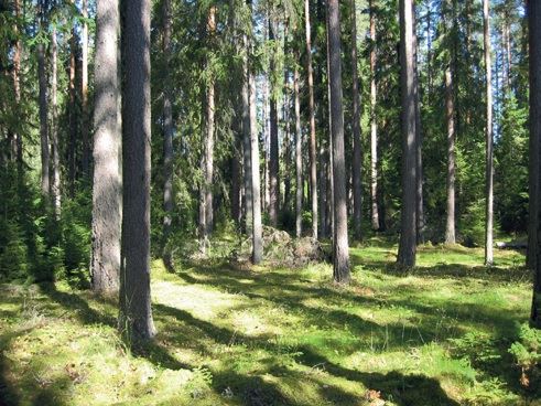 Hagåsen urskogsreservat – Ljusdal