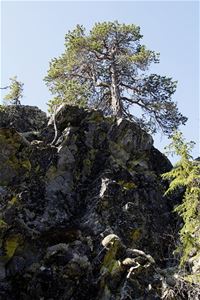 Steep mountain with rocks and some trees