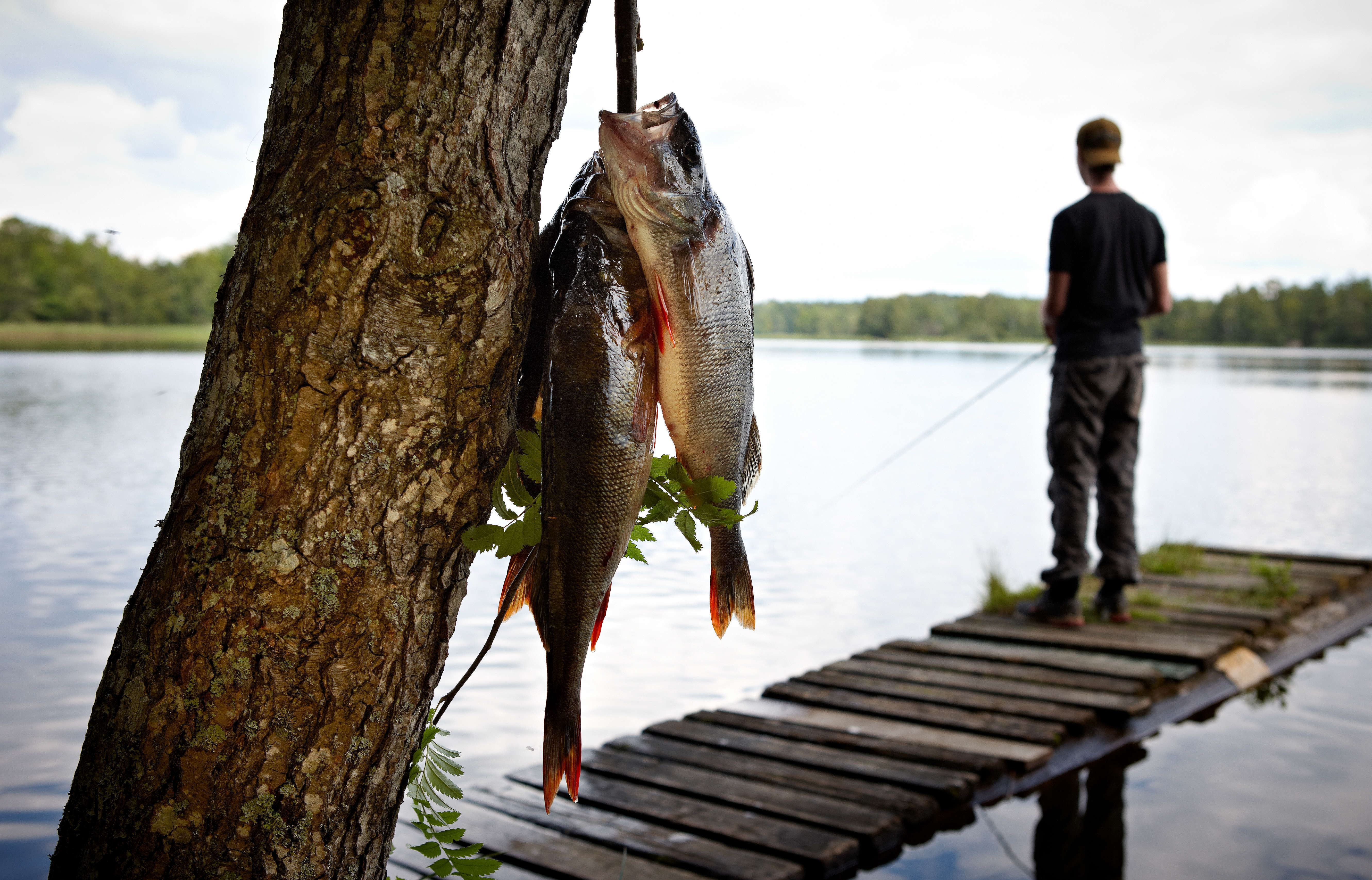 Fishing at Lake Åsnen, Fishing, Tingsryd | Tingsryds kommun