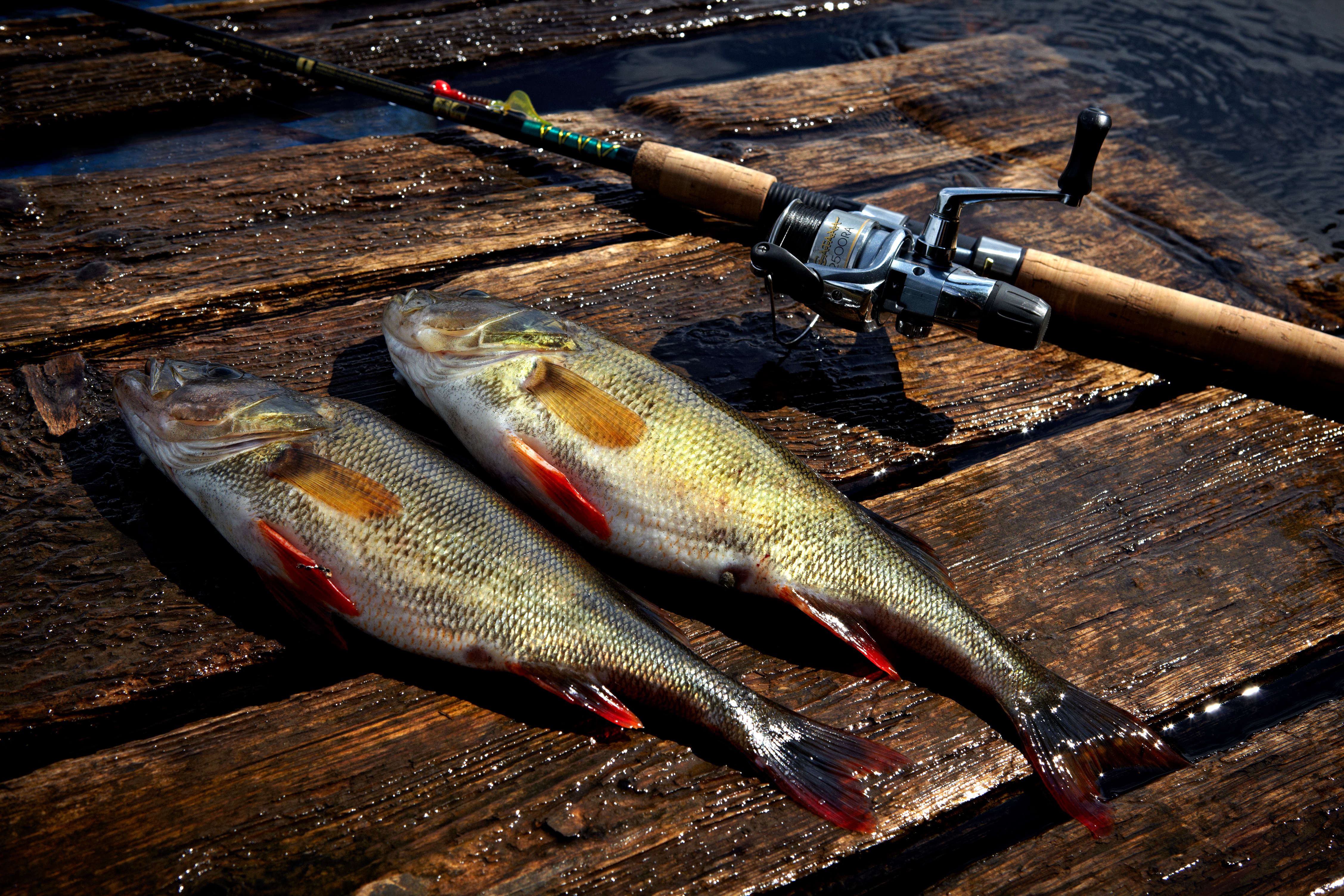 Fishing at Lake Åsnen, Fishing, Tingsryd | Tingsryds kommun