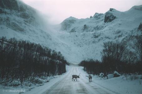 Reindeer on the road in a snow-covered mountain landscape in the Tromsø region.