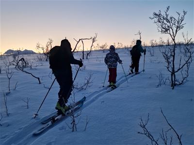 Tre personer går på toppturski gjennom en snødekt skog med spredte trær og kupert terreng.