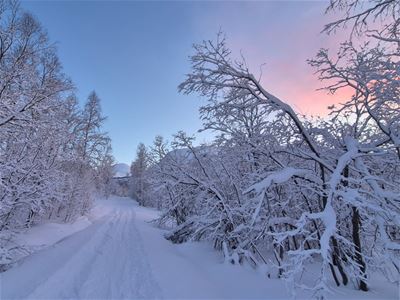 En snødekt vei omgitt av vinterkledde trær under en rosa og blå himmel.