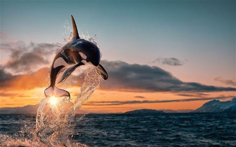 Whale jumps out of the water