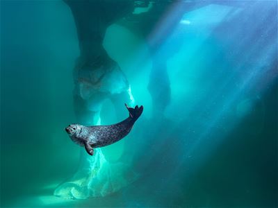 A seal swimming underwater in the seal pool at Polaria in Tromsø, where visitors can discover Arctic marine life up close.