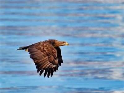 An eagle flies above the water with the fjord landscape in the background.
