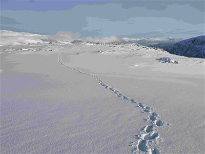 Snowshoe tracks lead through the open winter landscape.