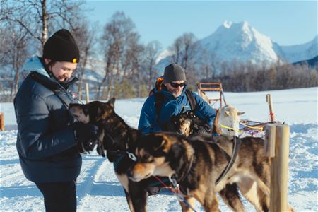 Gjester møter huskyene på Breivikeidet som en del av en guidet hundekjøringstur fra Tromsø.