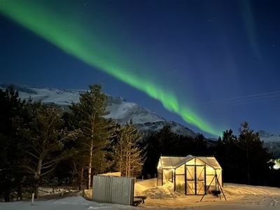 Grønt nordlys over en vintercamp i Tromsøregionen på nordlystur med Aurora Exclusive.