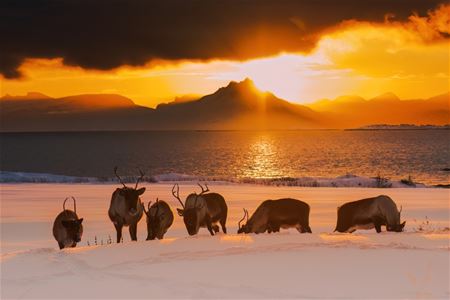 A group of reindeer in a winter landscape with the sea and sun in the background