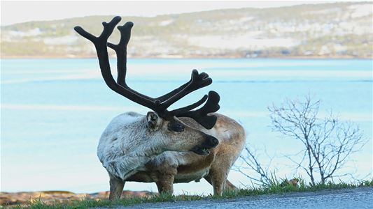 Reindeer in the Arctic landscape of Kvaløya outside Tromsø.