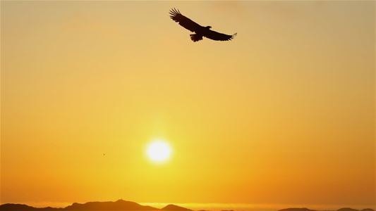 An eagle in flight above the Arctic coastal landscape in the evening light outside Tromsø.