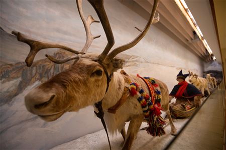 Reindeer and exhibition objects presenting Sámi culture and reindeer husbandry at the Arctic University Museum of Norway.