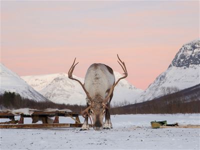 Et reinsdyr bukker ned og ser direkte på kameraet