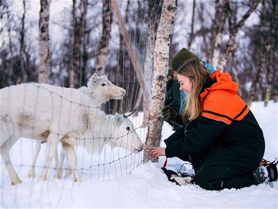 Guests meeting reindeer at Camp Tamok
