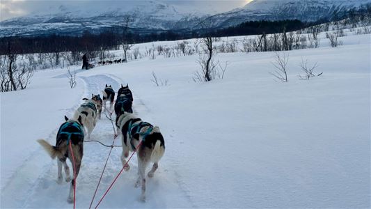 Et huskyspann trekker en slede gjennom det snødekte vinterlandskapet.