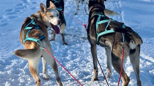 Huskyspann på tur gjennom et åpent, snødekt landskap omgitt av fjell.