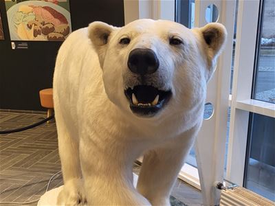 Taxidermy polar bear in a museum exhibition in Tromsø