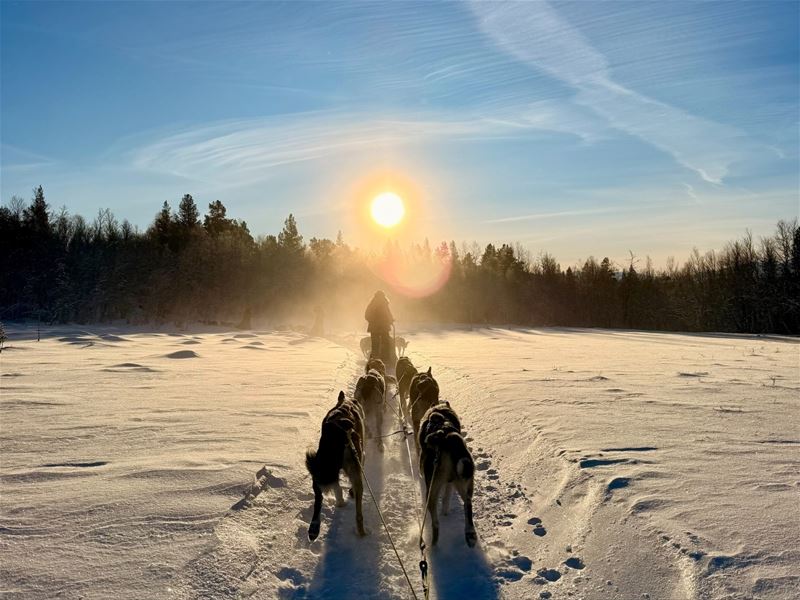 Hundespann på snødekt vidde i lav sol