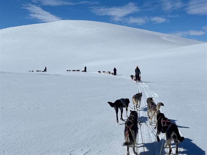 Hundespann som krysser snødekt fjellområde