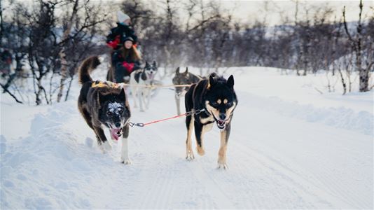 Hundespann på vei gjennom en snødekt vinterløype
