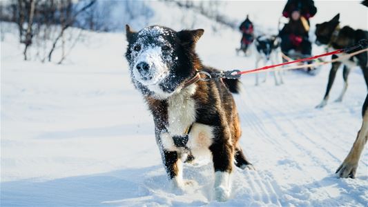 Alaskahusky med snø i ansiktet under hundekjøring