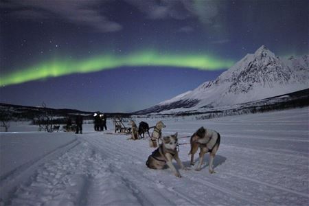 Alaskahuskyer under nordlyset med et snødekt fjell i bakgrunnen