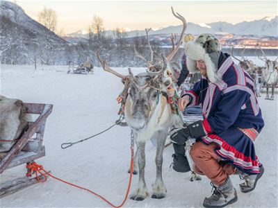 Samisk guide sammen med et reinsdyr i Tromsø Laplands vinterleir nær Tromsø.