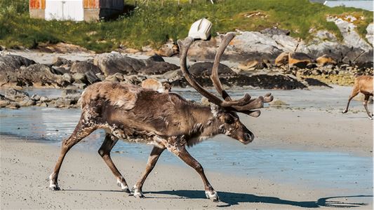Reinsdyr går langs stranden med hav og kystlandskap i bakgrunnen.