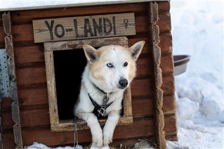 A husky looks out from its dog house at the husky camp in Breivikeidet.