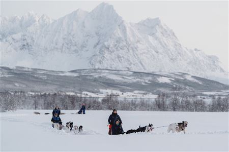 Gjester kjører hundeslede gjennom vinterlandskapet på Breivikeidet under en guidet huskyopplevelse fra Tromsø.