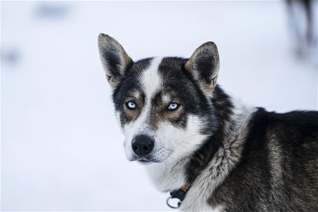 Blue-eyed husky at Camp Tamok